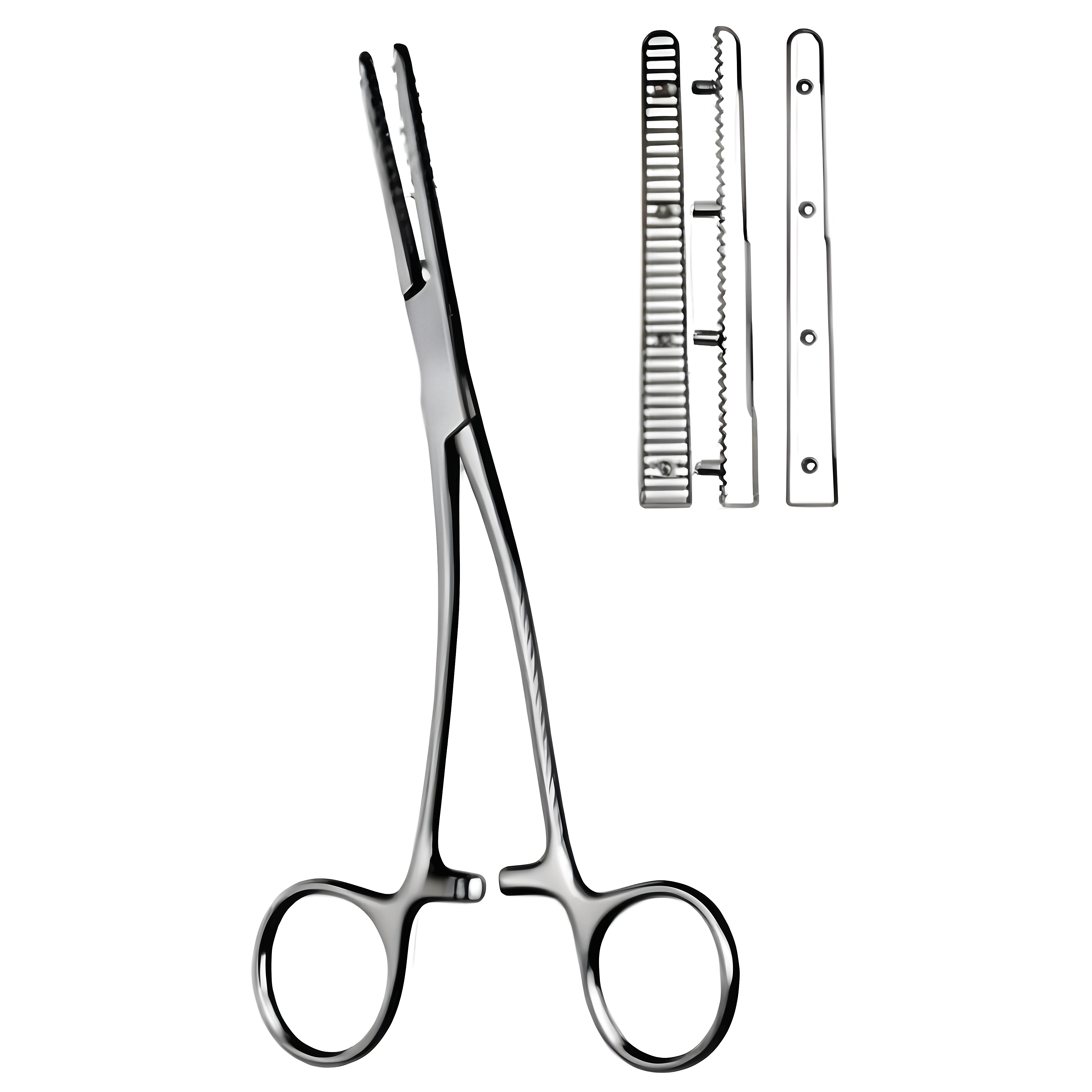 Mastin Muscular Fcps left 17cm