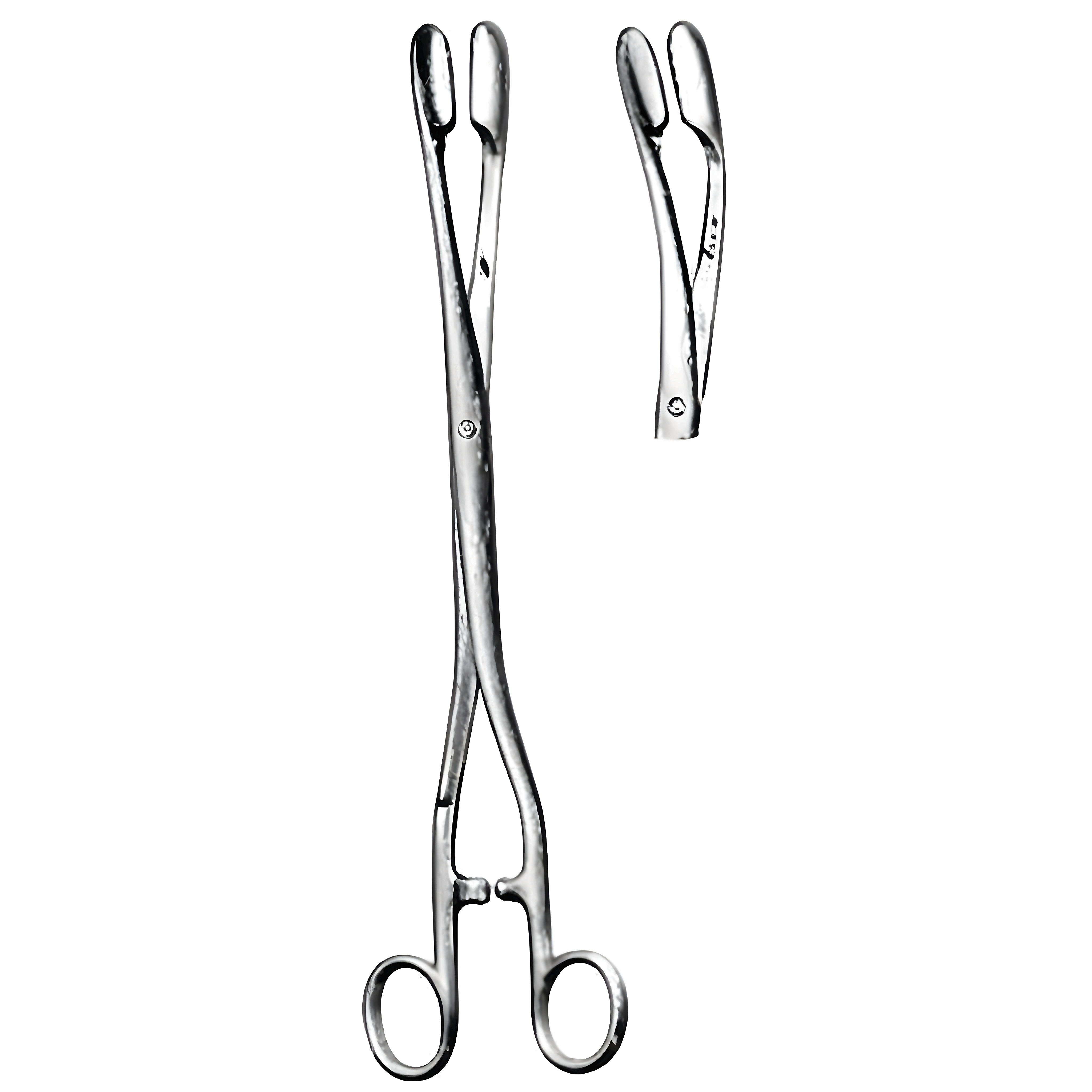 Winter Placenta Fcps cvd Fig.1, 28cm
