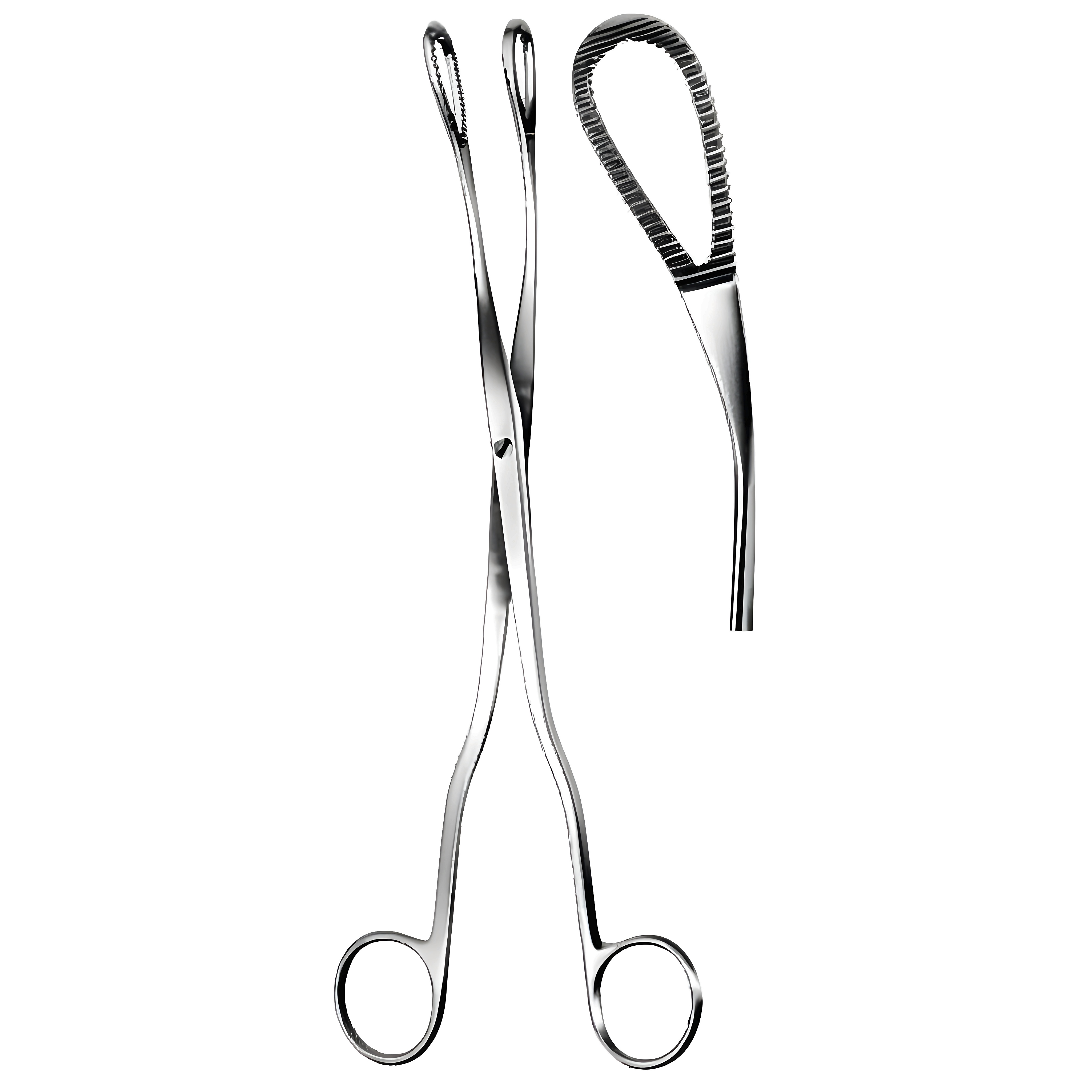 McClintock Ovum Fcps cvd 24cm